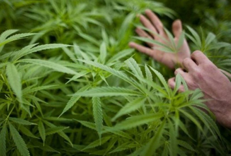 Incêndio em habitação denunciou plantação de cannabis