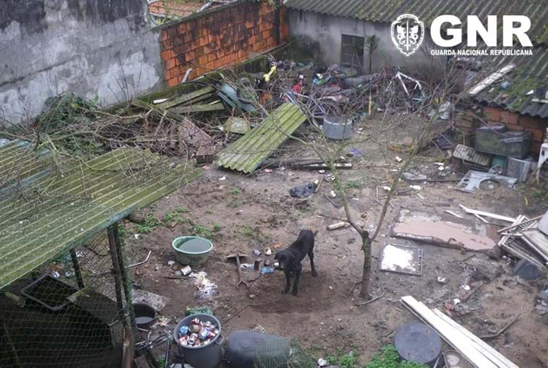 GNR de Ovar resgatou cão subnutrido e vítima de maus-tratos GNR de Ovar resgatou cão subnutrido e vítima de maus-tratos