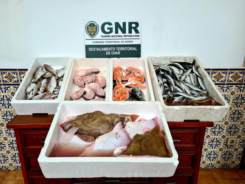Vendedor ambulante apanhado pela GNR sem licença e com pescado impróprio Vendedor ambulante apanhado pela GNR sem licença e com pescado impróprio
