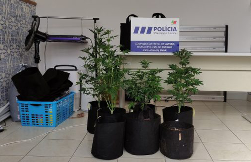 Tinha uma plantação de cannabis em casa Tinha uma plantação de cannabis em casa