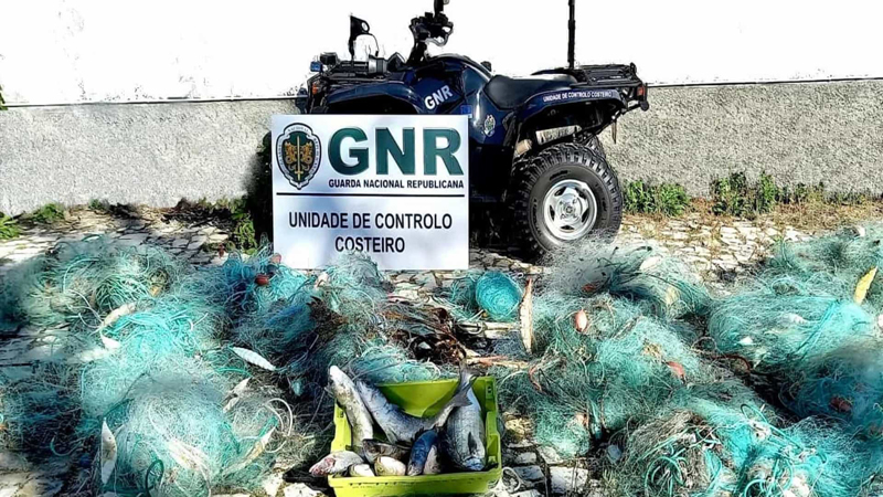 GNR apreendeu 21 majoeiras entre Espinho e o Furadouro
