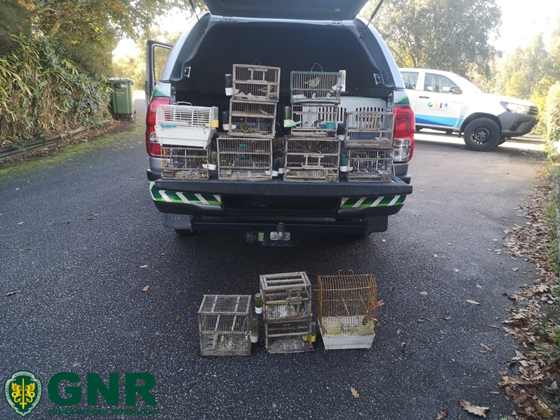 Identificados por captura ilegal de aves Identificados por captura ilegal de aves