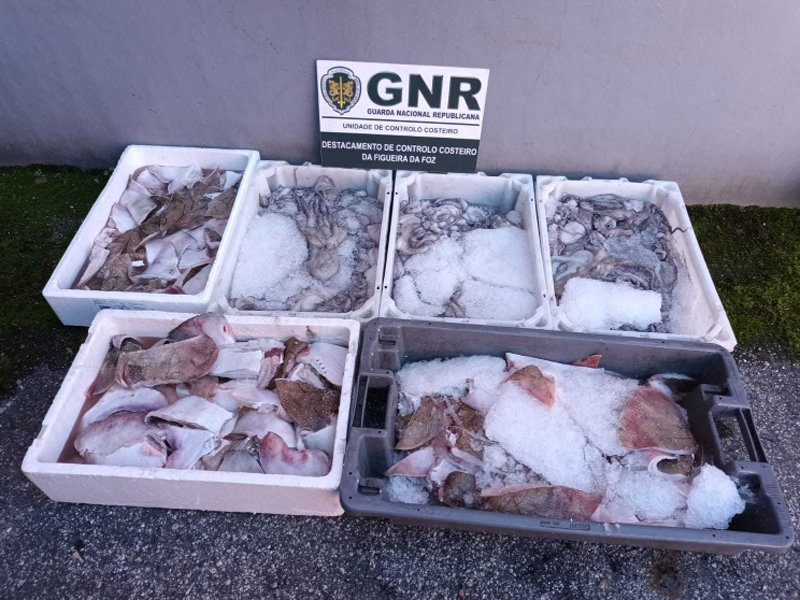 Unidade de Controlo Costeiro apreendeu 76 quilos de pescado